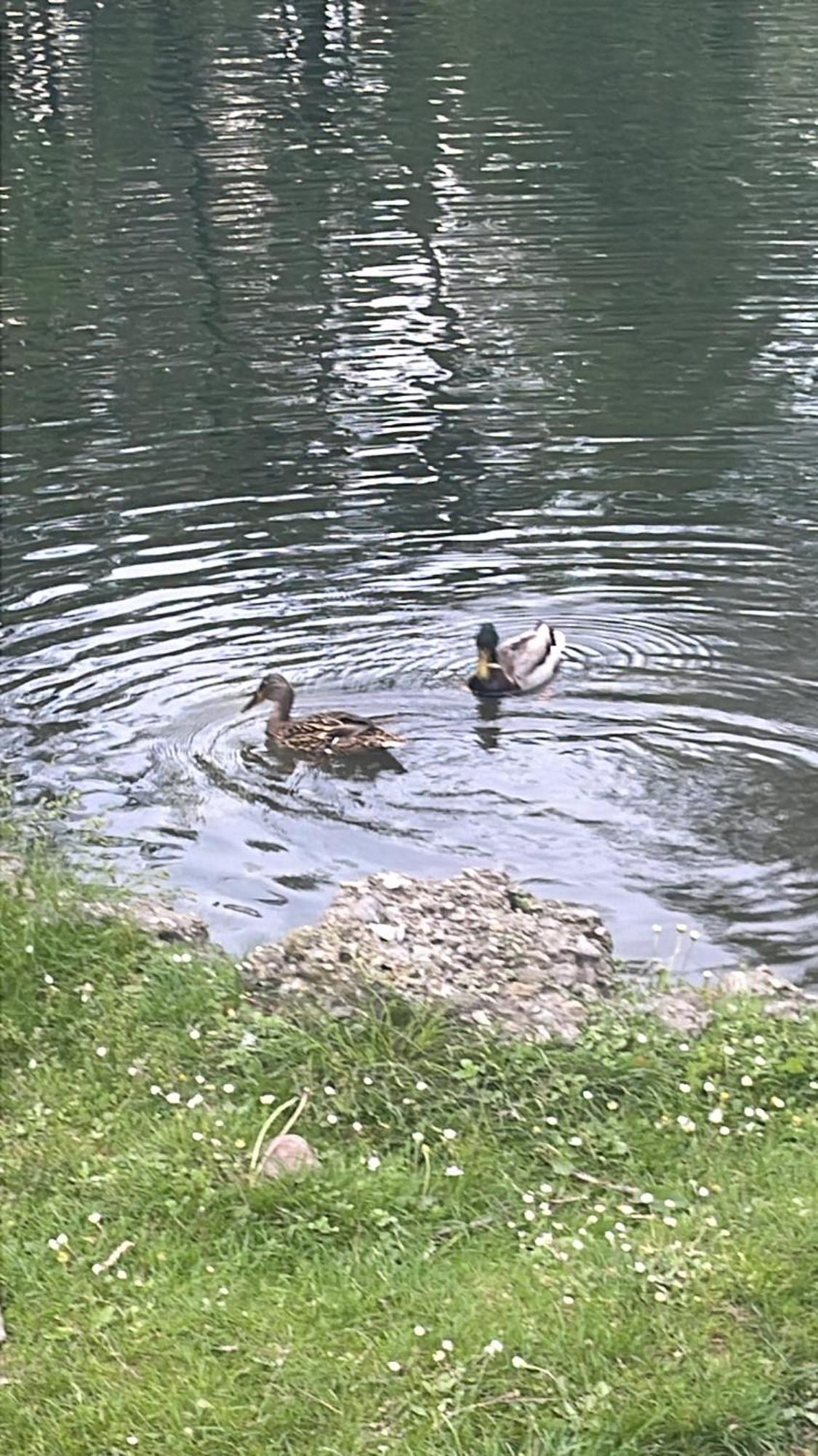 Laghi Di Como Appartamento Di Licinia E Mario Asso Exterior photo